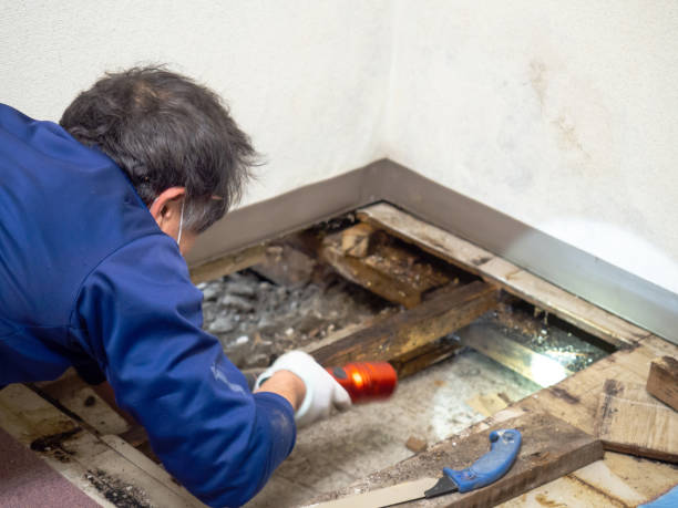 Best Black Mold Removal  in Parsons, TN