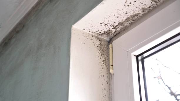 Best Toxic Mold Removal  in Parsons, TN