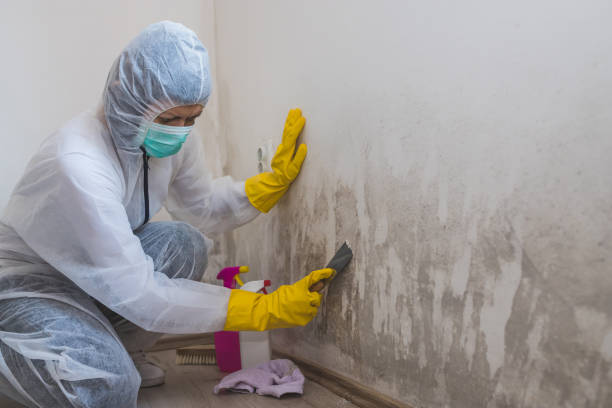Best Professional Mold Removal  in Parsons, TN