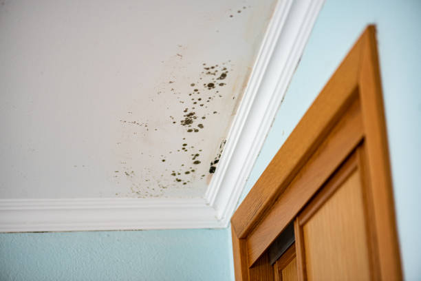 Professional Mold Removal in Parsons, TN