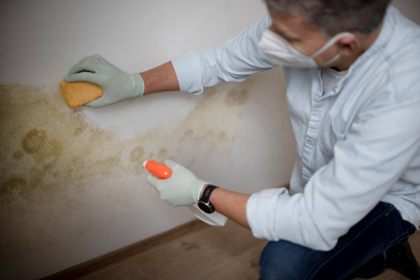 Home Mold Removal in Parsons, TN
