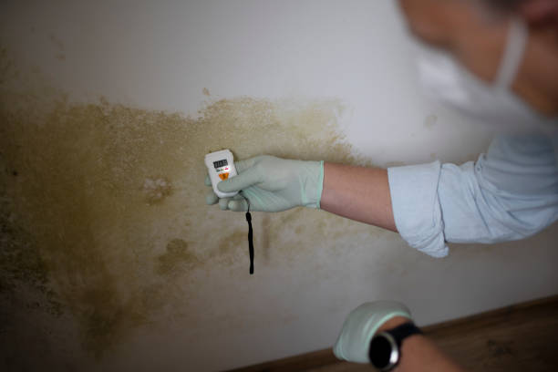 Best Mold Removal Near Me  in Parsons, TN