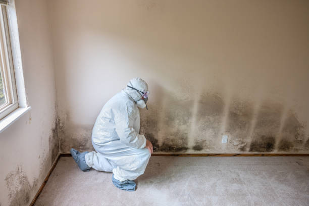 Mold Removal and Inspection in Parsons, TN