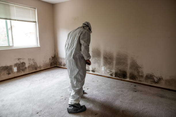 Best Water Damage Restoration  in Parsons, TN