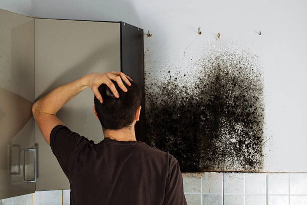 Mold Removal Process in Parsons, TN