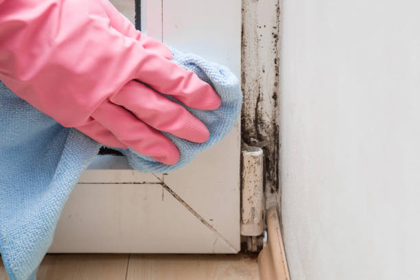 Best Office Mold Removal Services  in Parsons, TN