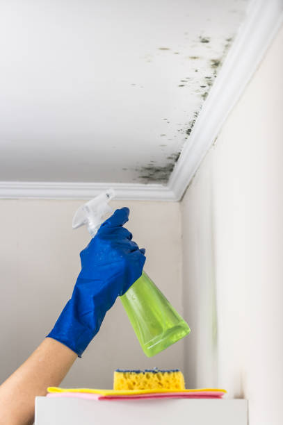 Best Mold Remediation  in Parsons, TN