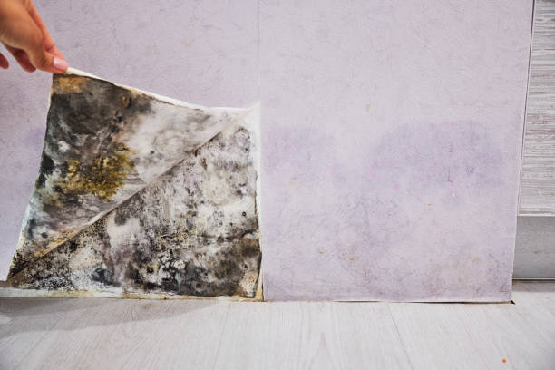 Best Best Mold Removal Companies  in Parsons, TN